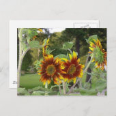 Carte postale SunFlowers 2 (Devant / Derrière)
