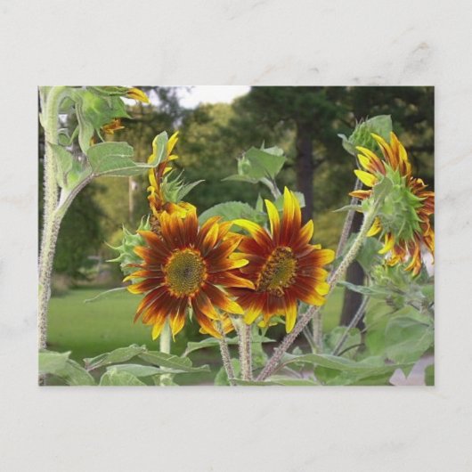 Carte postale SunFlowers 2 (Devant)
