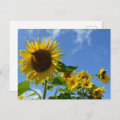 Carte Postale Sunflowers & Butterflies (Devant / Derrière)