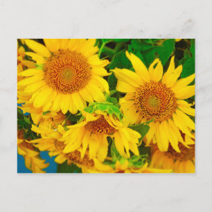 Carte Postale Sunflowers City Market KC Farmer's Market