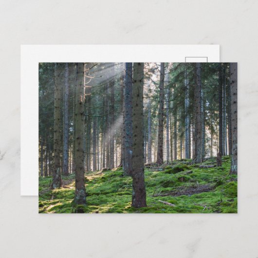 Carte Postale Sunfonctionnaires dans la Forêt Noire (Devant / Derrière)