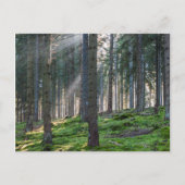 Carte Postale Sunfonctionnaires dans la Forêt Noire (Devant)