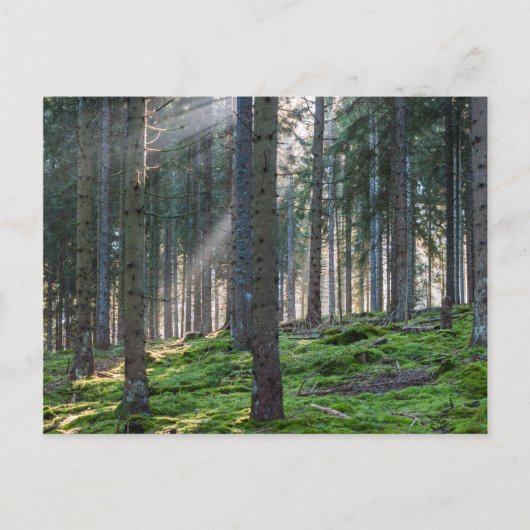 Carte Postale Sunfonctionnaires dans la Forêt Noire (Devant)