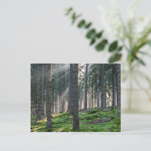 Carte Postale Sunfonctionnaires dans la Forêt Noire (Debout devant)