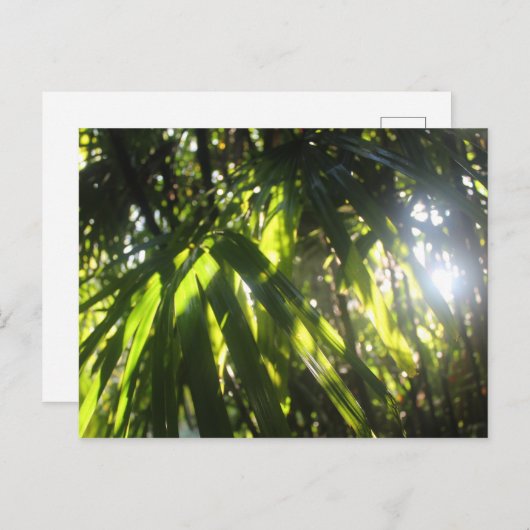 Carte Postale Sunlight (Devant / Derrière)