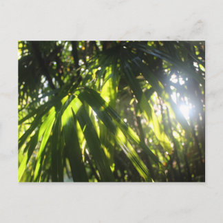 Carte Postale Sunlight