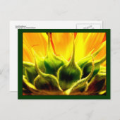 Carte Postale Sunlit (Devant / Derrière)