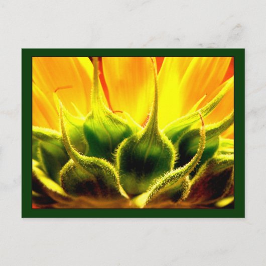 Carte Postale Sunlit (Devant)