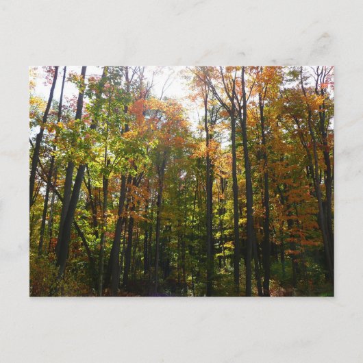 Carte Postale Sunlit Fall Forest Paysage d'automne (Devant)