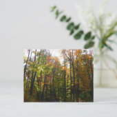 Carte Postale Sunlit Fall Forest Paysage d'automne (Debout devant)
