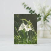 Carte postale Sunlit Snowdrops (Debout devant)