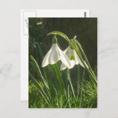 Carte postale Sunlit Snowdrops (Devant / Derrière)