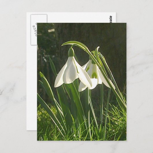 Carte postale Sunlit Snowdrops (Devant / Derrière)