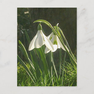 Carte postale Sunlit Snowdrops