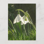 Carte postale Sunlit Snowdrops (Devant)