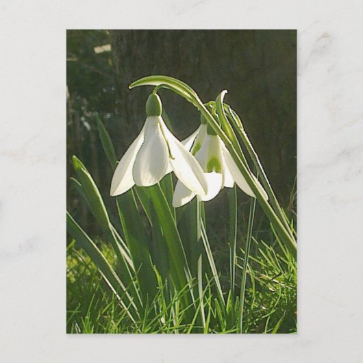 Carte postale Sunlit Snowdrops (Devant)