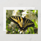 Carte Postale Sunlit Swallowtail sur Faux Orange (Devant / Derrière)