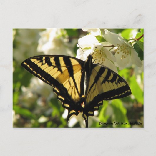 Carte Postale Sunlit Swallowtail sur Faux Orange (Devant)