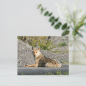 Carte Postale Sunning Coyote (Debout devant)