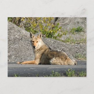 Carte Postale Sunning Coyote