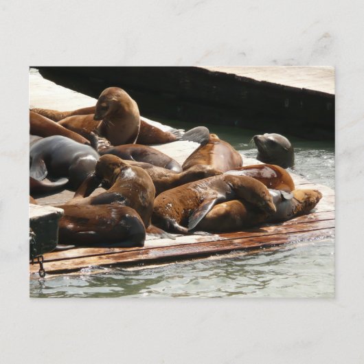 Carte Postale Sunning Lions à San Francisco (Devant)