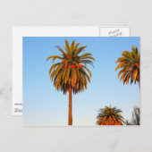 Carte postale Sunny California Palm Trees (Devant / Derrière)