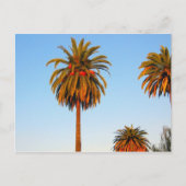 Carte postale Sunny California Palm Trees (Devant)