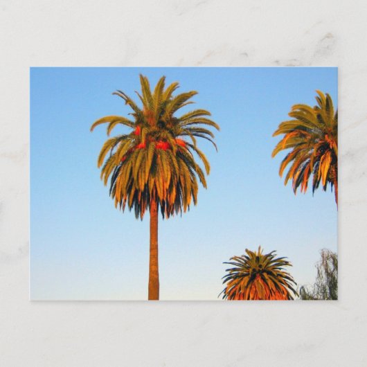 Carte postale Sunny California Palm Trees (Devant)