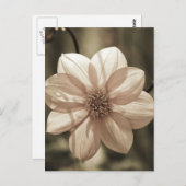Carte Postale Sunny Dahlia (Devant / Derrière)