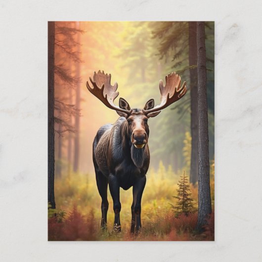 Carte Postale *~* Sunny Golden AP49 MOOSE Forêt naturelle (Devant)