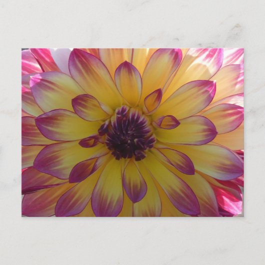 Carte Postale Sunny rose jaune Dahlia Fermer do-it-yourself cart (Devant)