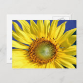 Carte postale Sunny Sunflower (Devant / Derrière)