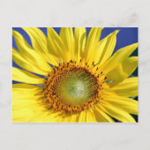 Carte postale Sunny Sunflower (Devant)