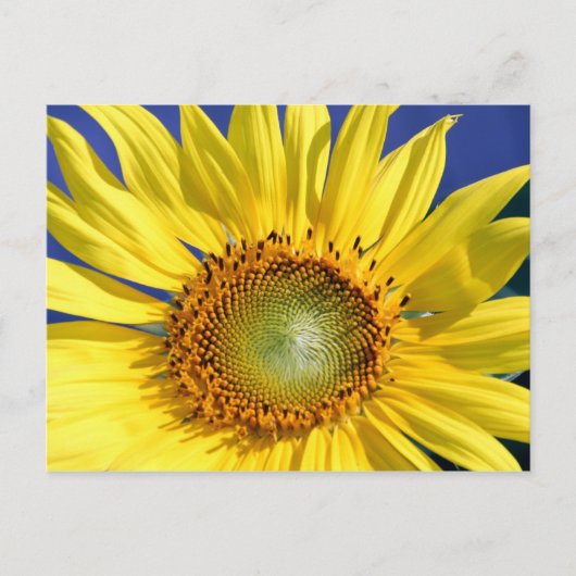 Carte postale Sunny Sunflower (Devant)