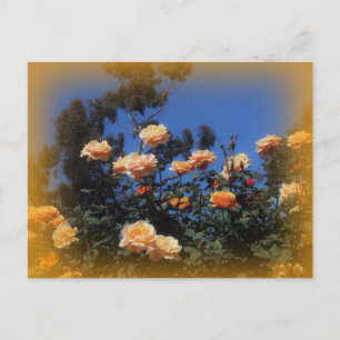 Carte postale Sunny Yellow Rose