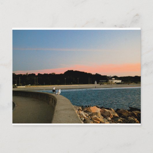 Carte postale Sunrise Seaguls (Devant)