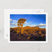 Carte Postale " Sunrise Sur Le Désert Vivant " (Devant / Derrière)