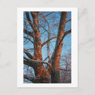 Carte Postale Sunrise Sycamore