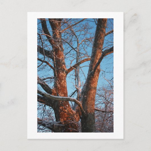 Carte Postale Sunrise Sycamore (Devant)