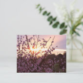 Carte Postale Sunset Blossoms (Debout devant)