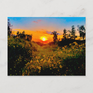 Carte Postale Sunset Burbank, California Yellow Wild Flowers