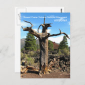 Carte postale Sunset Crater Volcano ! (Devant / Derrière)