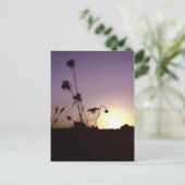 Carte postale Sunset Fleurs Sauvages (Debout devant)