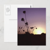 Carte postale Sunset Fleurs Sauvages (Devant / Derrière)