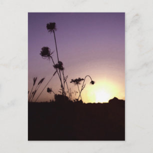 Carte postale Sunset Fleurs Sauvages