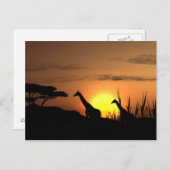 Carte postale "Sunset Giraffe Silhouette" (Devant / Derrière)