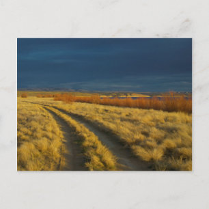 Carte Postale Sunset highlights the red bark of bushes