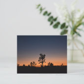Carte Postale Sunset Joshua (Debout devant)