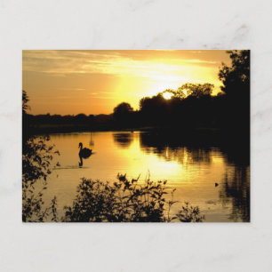 Carte Postale Sunset Swan Lake orange jaune