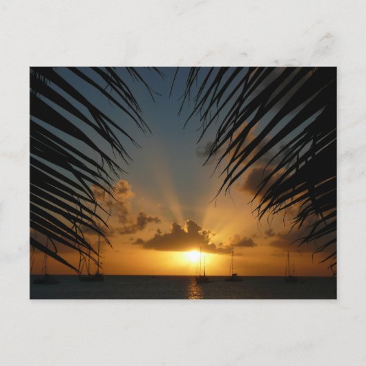 Carte Postale Sunset Through Palm Fronds (Devant)